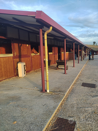 Scuderia in linea cavalli