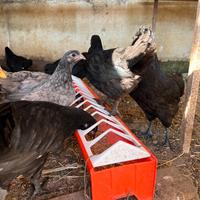 Australorp maschi e femmine