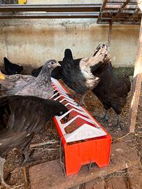 Australorp maschi e femmine