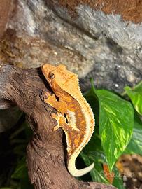 Geco Ciliatus