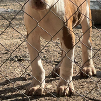 Cuccioli di american pitbull TERRIER ukc