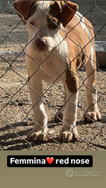 Cuccioli di american pitbull TERRIER ukc