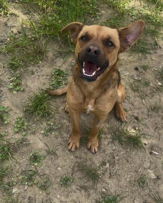 Cucciola di circa 2 anni