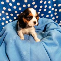 Cavalier King Charles Spaniel cuccioli maschio