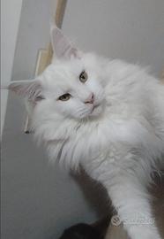 Maine coon