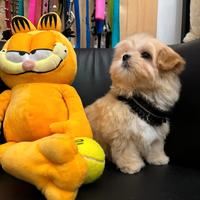 Maltipoo selezionato mini toy