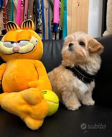 Maltipoo selezionato mini toy