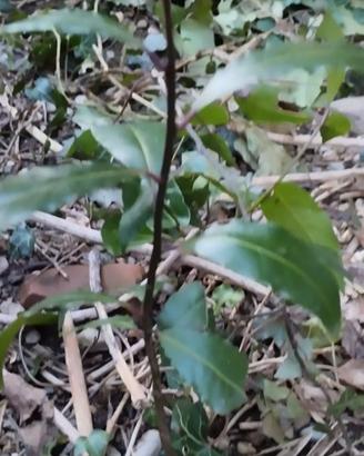 Piantine di alloro 50 cm