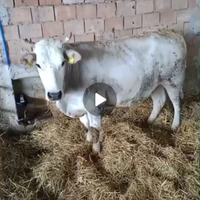 Mucca gravida