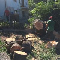 abbattimento, taglio alberi