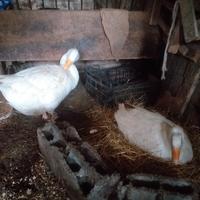 2 oce 1 femmina e 1 maschio uova rare e costose