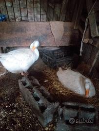 2 oce 1 femmina e 1 maschio uova rare e costose