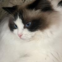 Ragdoll femmina per accoppiamento
