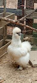 Galline