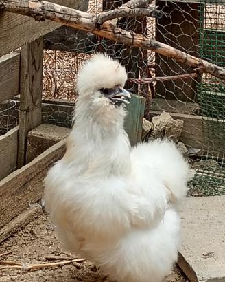 Galline