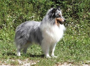 pastore shetland il piccolo lassie in miniatura 