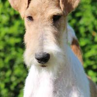 Cuccioli Fox Terrier a pelo ruvido