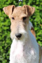 Cuccioli Fox Terrier a pelo ruvido