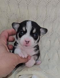 Chihuahua tricolore mini