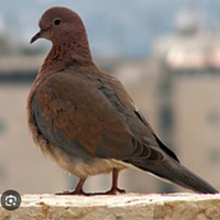 Tortore del senegal femmine