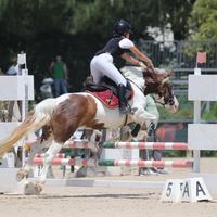 Pony