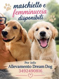 Cuccioli di Golden Retriever Allevamento