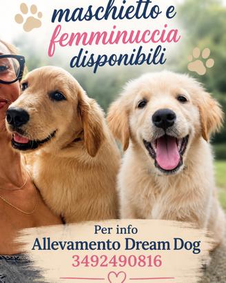 Cuccioli di Golden Retriever Allevamento