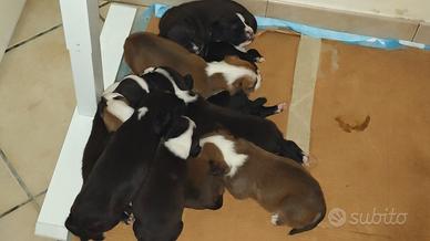 Cuccioli Amstaff/Pitbull