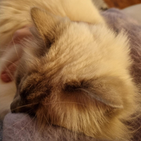 Cat sitter