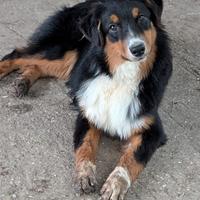 Cucciolona di Pastore Australiano