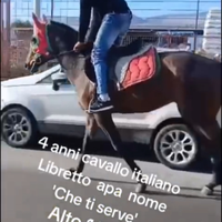 Cavallo sella italiana