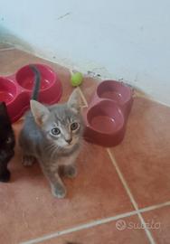 Clara gattina 2 mesi
