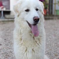 Simil maremmano di quasi 1 anno buono e dolce