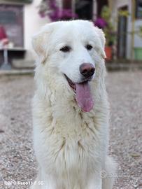 Simil maremmano di quasi 1 anno buono e dolce