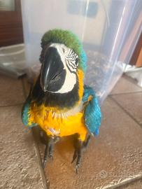 Ara ararauna baby pulli imbecco pappagalli