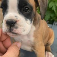 Cuccioli di boxer