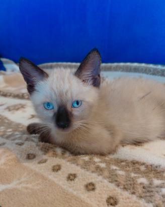 Gattino siamese