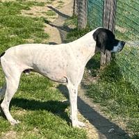 Pointer maschio
