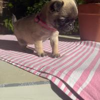 Carlino femmina fulva due mesi