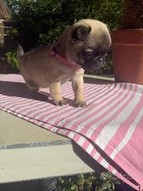 Carlino femmina fulva due mesi