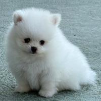 Spitz di pomerania linea koreana mini toy