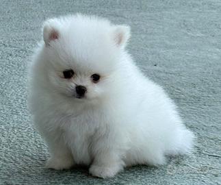 Spitz di pomerania linea koreana mini toy