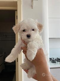 Cucciolo di maltese