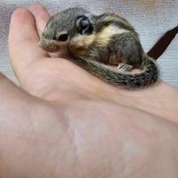 Coppia di scoiattolini tamiops