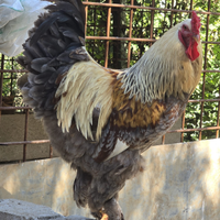 Gallo di brahma bso