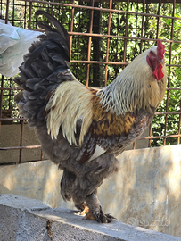 Gallo di brahma bso