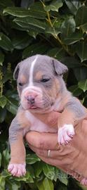 Cuccioli di pitbull con pedigree