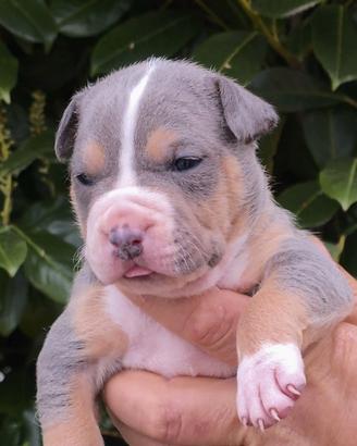 Cuccioli di pitbull con pedigree