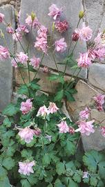 Fiori allegria giovinezza