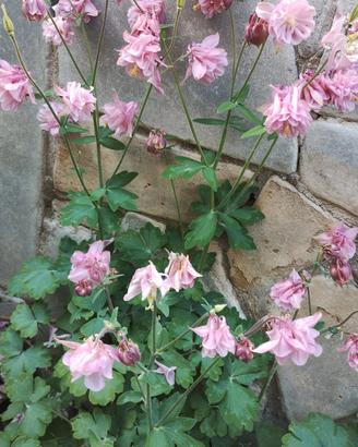 Fiori allegria giovinezza